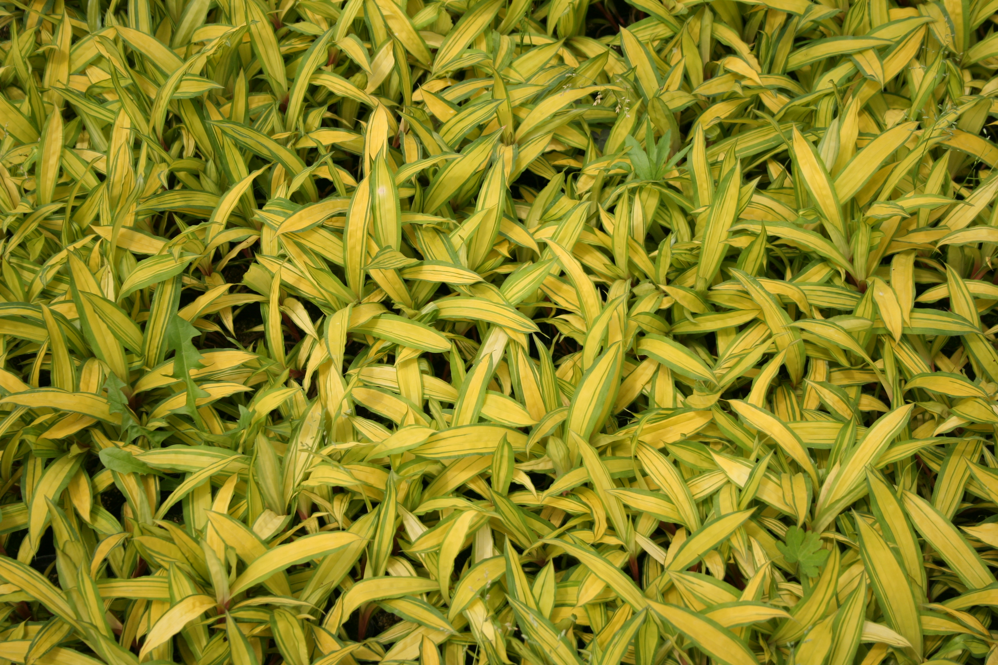 Carex okamotoi 'Golden Light'